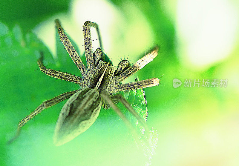 绿叶蜘蛛