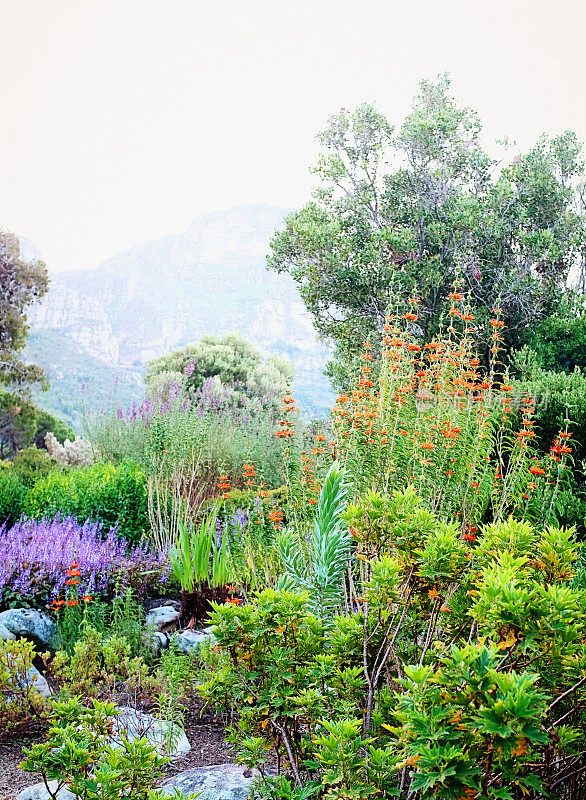 Kirstenbosch国家植物园，开普敦，南非