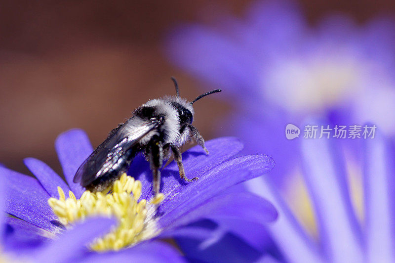 蜜蜂在蓝海葵上