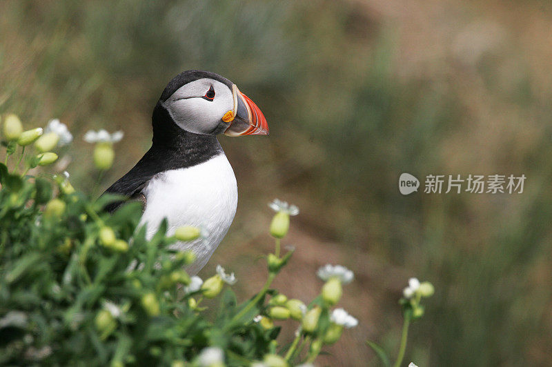 大西洋海雀(北极海雀)