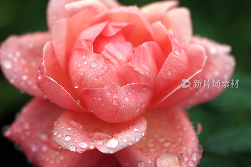 玫瑰上的雨滴。