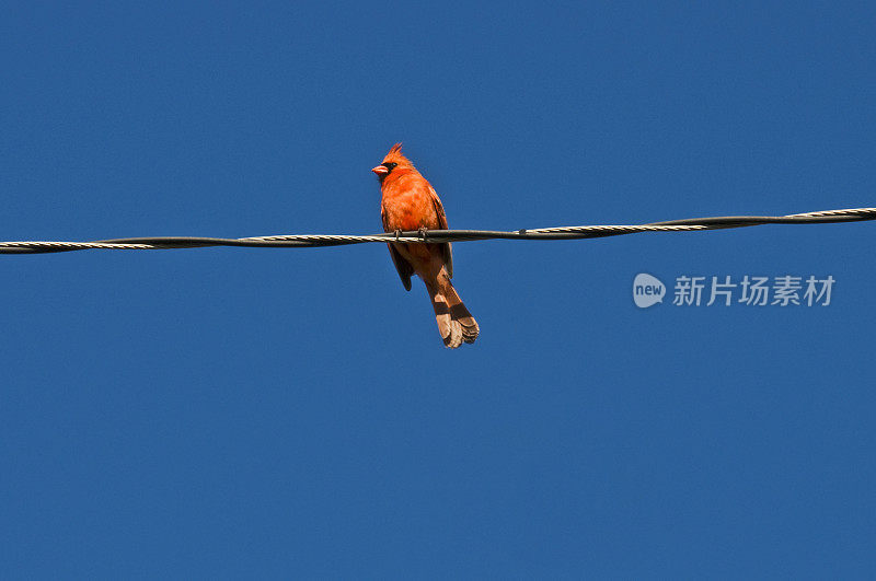 北方枢机在电缆上