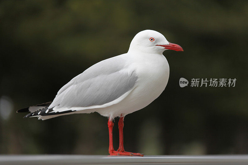 海鸥