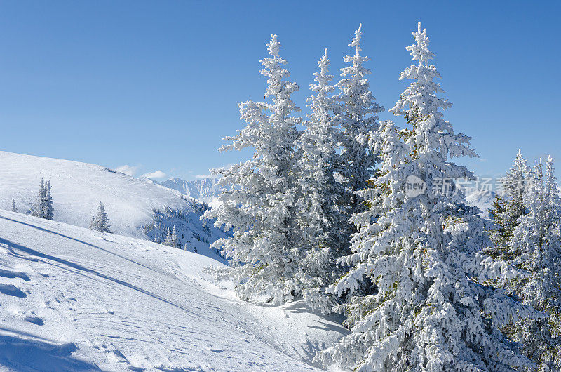 山和树与新雪