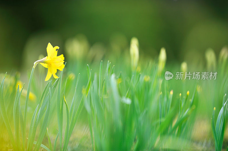 黄色的水仙花