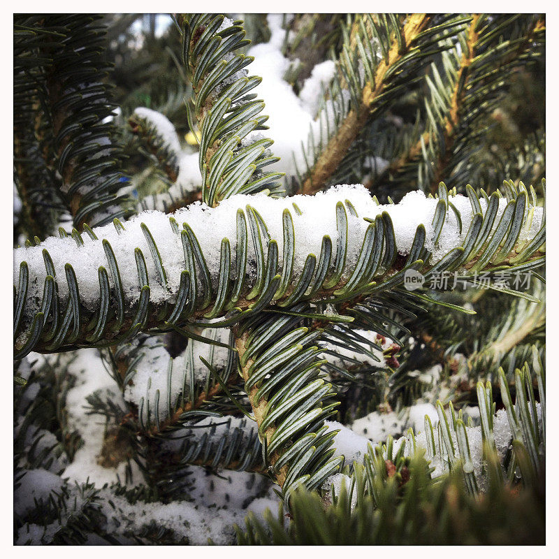 松枝抱雪