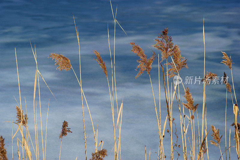 冬天池塘里的芦苇