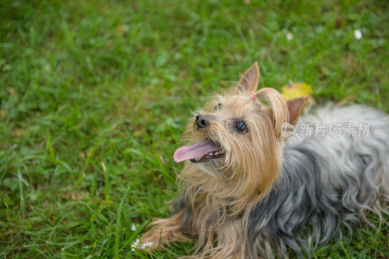 约克郡犬