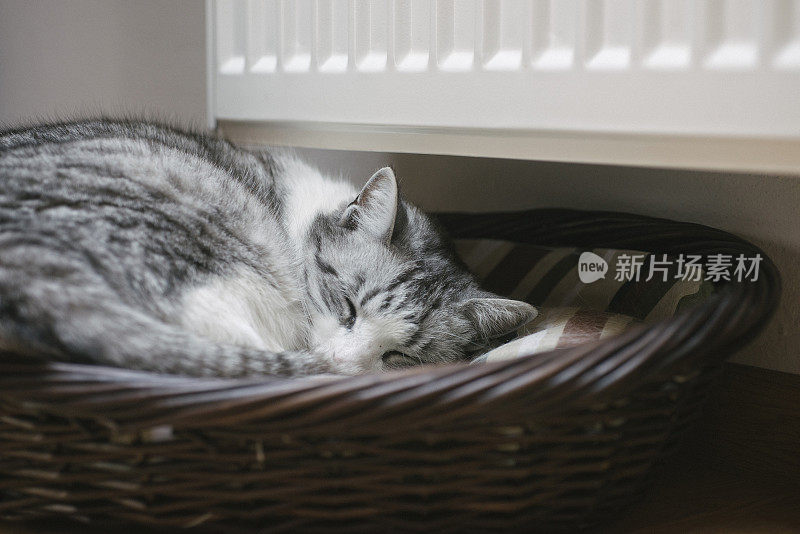 疲倦的猫睡在散热器旁边的篮子里