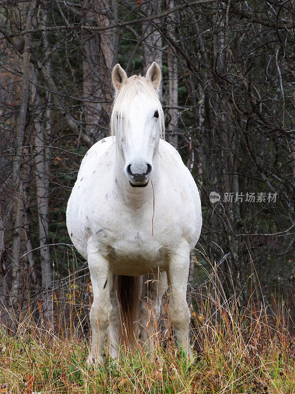 野生阿帕鲁萨白马站在草地哺乳动物