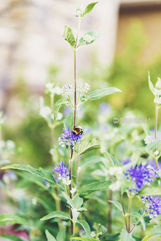 蜜蜂在鼠尾草上