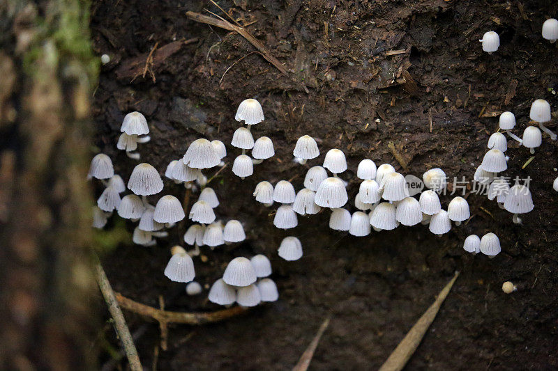 马达加斯加:Ranomafana国家公园的蘑菇