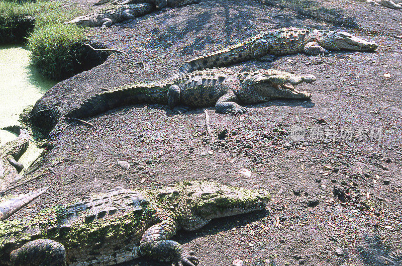 洪都拉斯科尔特斯附近河岸上的三只沉睡的美洲鳄鱼
