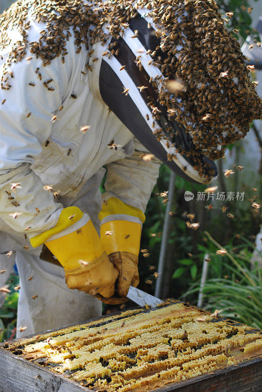 养蜂人工作与蜂巢覆盖的蜜蜂