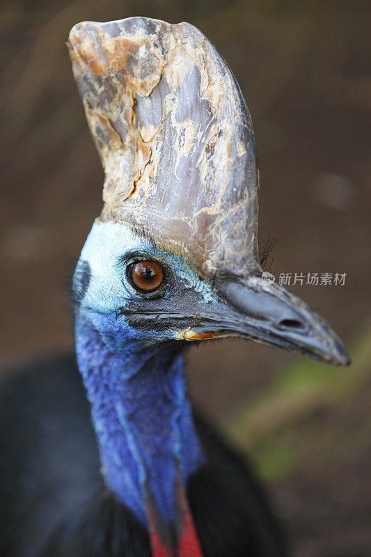 食火鸡