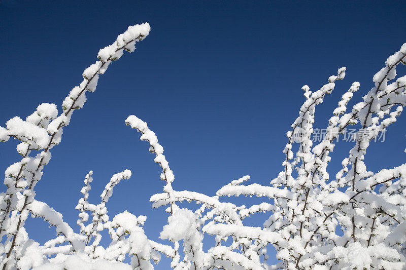 雪分支