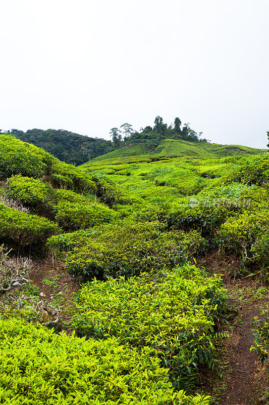 从山上可以看到卡梅隆高地的茶园