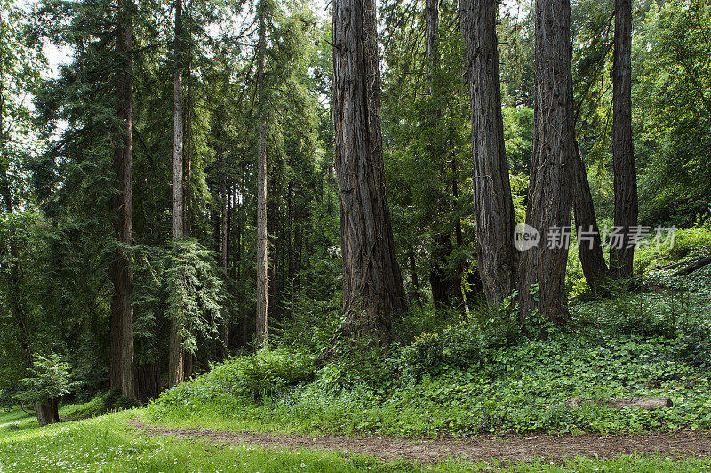 红杉树森林和小径