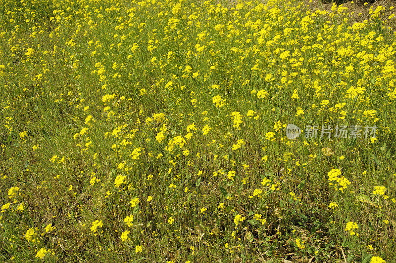 油菜花现场背景