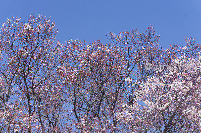 日本樱花