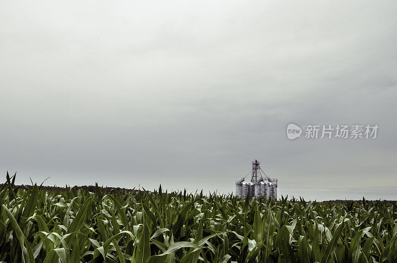 玉米田的谷物升降机