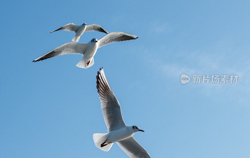 海鸥