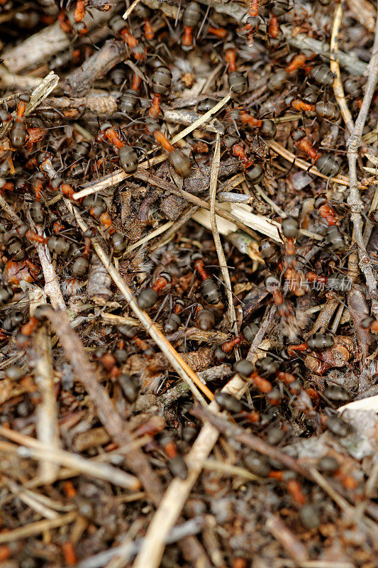 蚂蚁和蚁丘