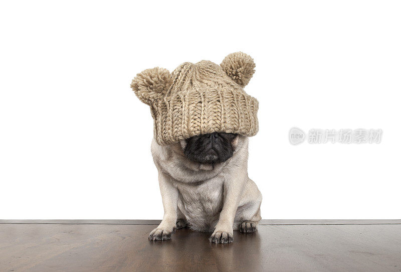 哈巴狗坐在木地板上，用编织的帽子遮住眼睛，因为什么也看不见而生气