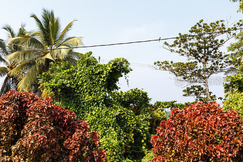 热带树木之间的鸟类。