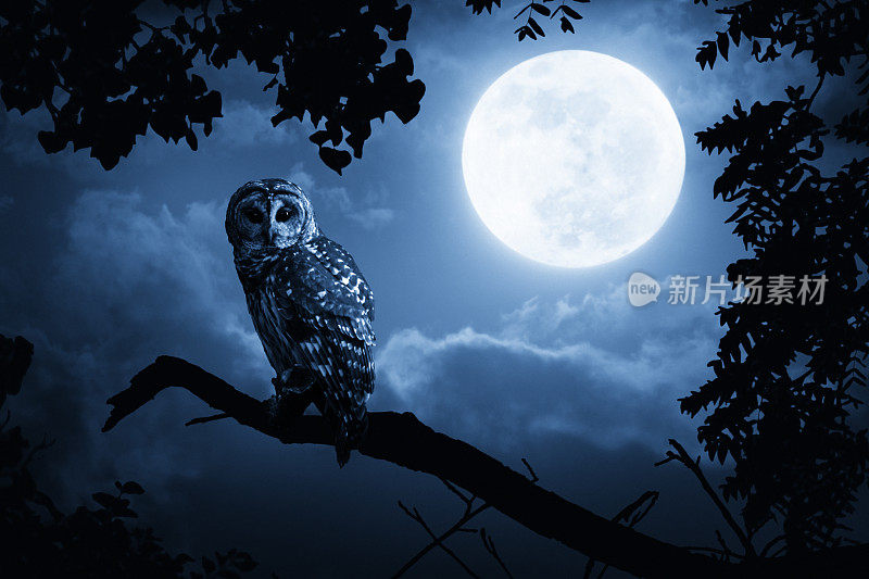 猫头鹰在满月的照耀下专注地注视着