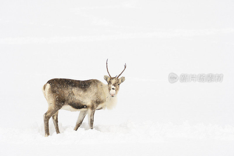 冬天，挪威北部的驯鹿在雪地里吃草