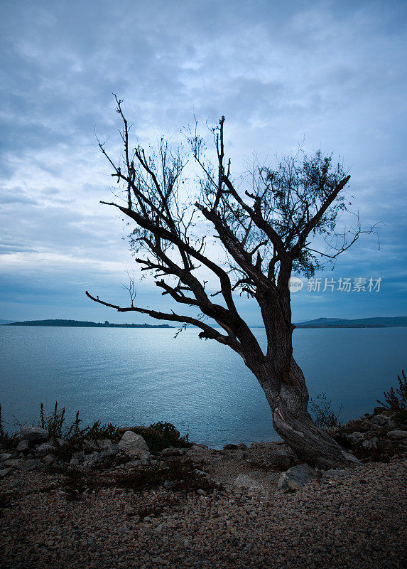 单株孤树，海景