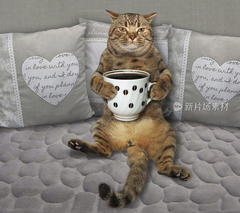 猫在灰色的沙发上喝着咖啡