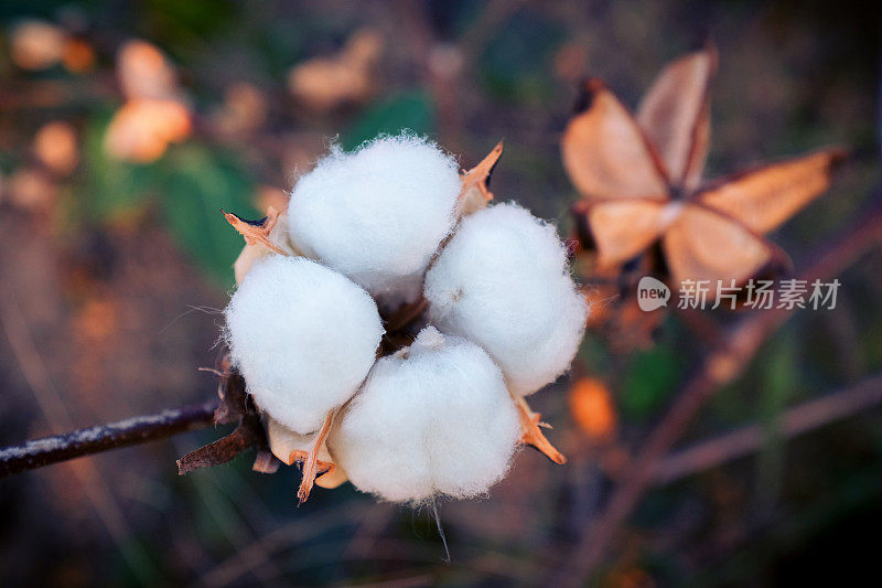 中国准备收割的棉花田