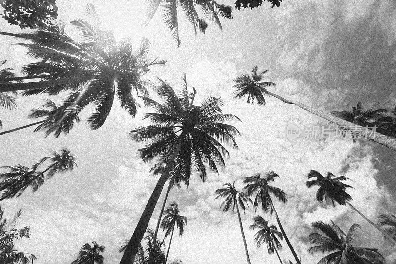 热带棕榈树，Railay海滩，泰国