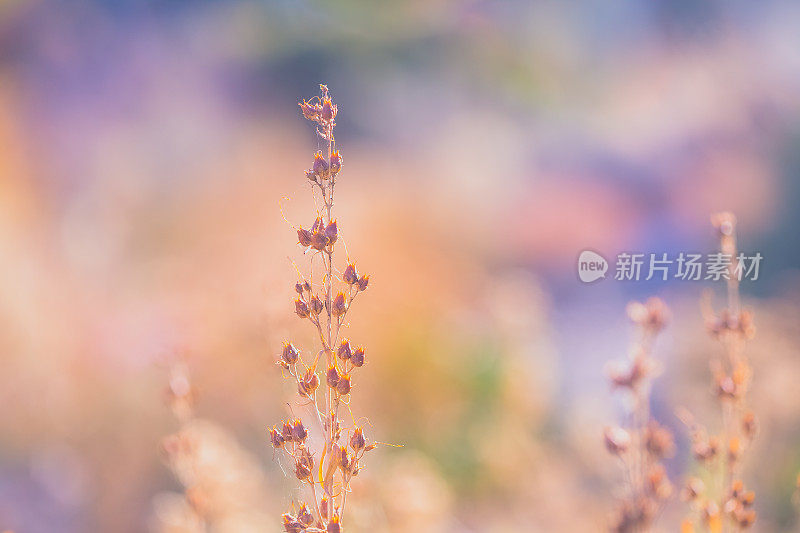 自然背景与干燥的花种子豆荚在彩色的橙色Bokeh背景