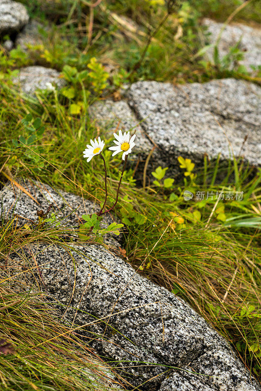 野生的雏菊