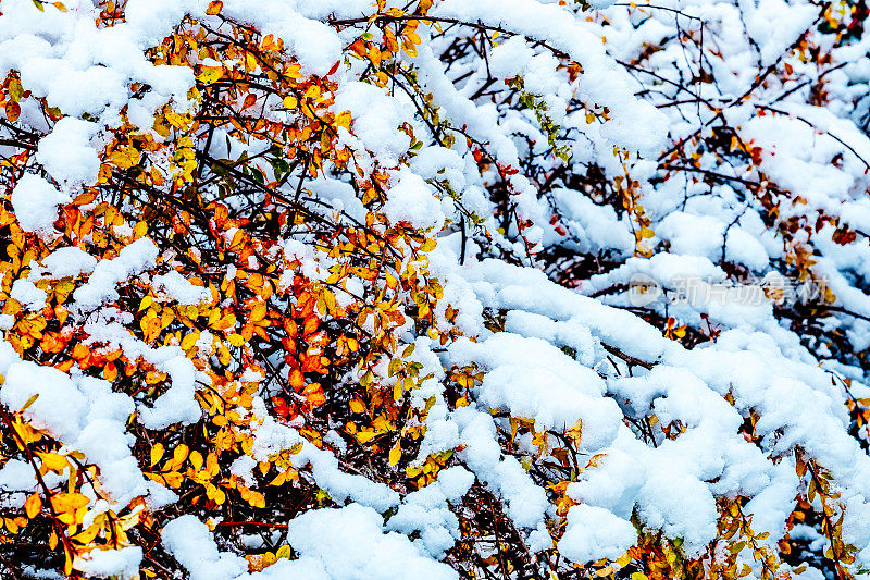 秋雪覆盖小檗灌木