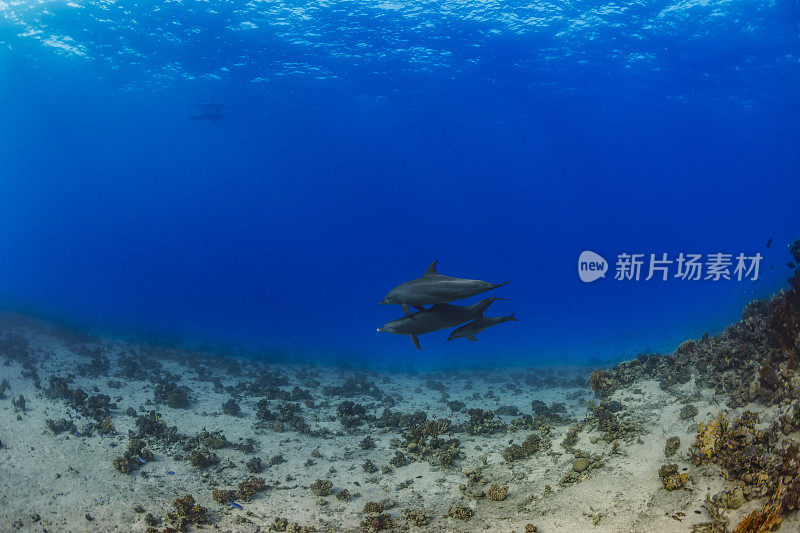 海豚海洋生物学校海豚珊瑚礁水下呼吸器潜水员观点红海自然和野生动物