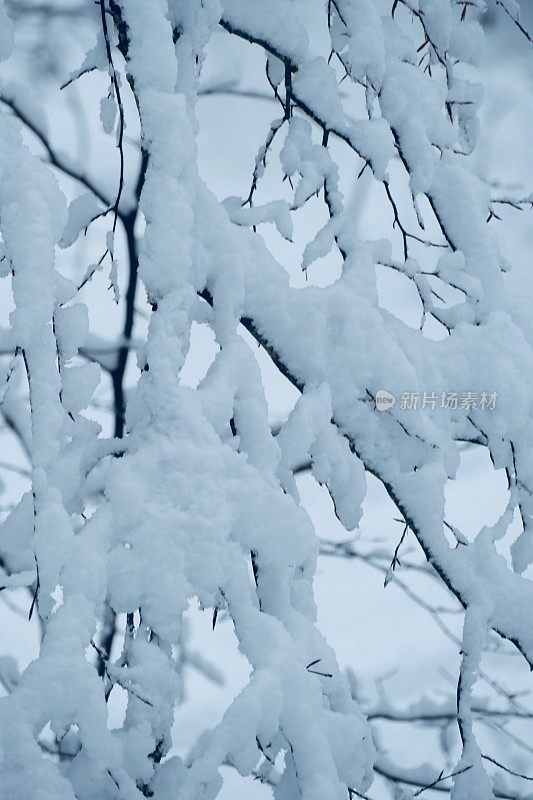 在欧洲阿尔卑斯山脉，冰雪覆盖的冬季景观和森林