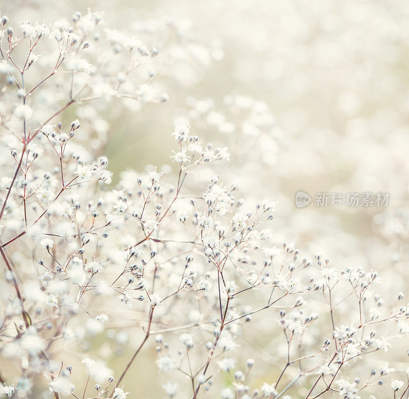 白色的花朵