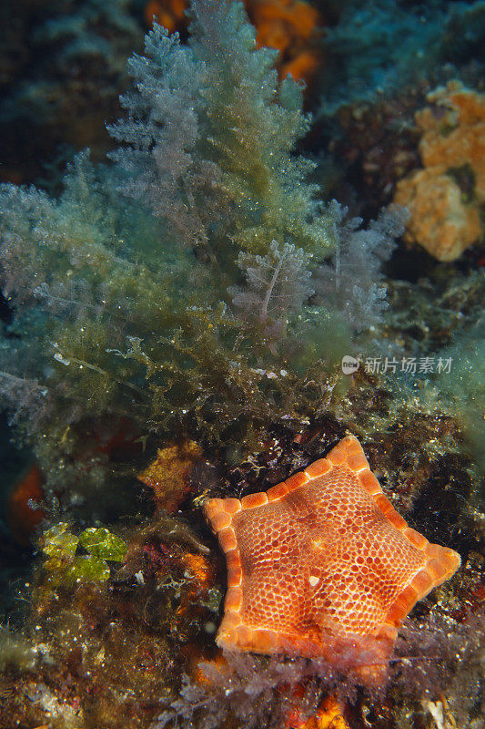 海星海洋生物水下海星水肺潜水员的观点