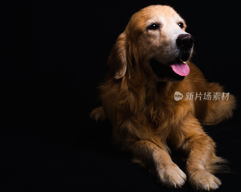 狗的金毛寻回犬