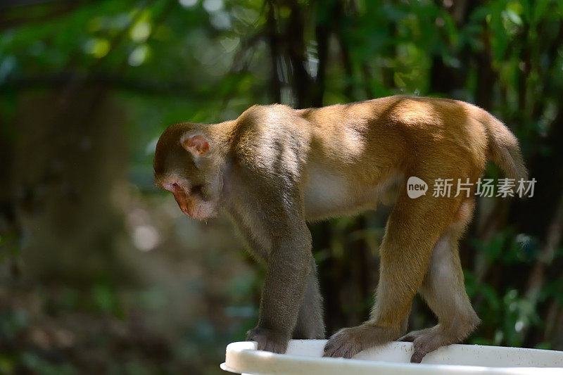 站在男性的猴子