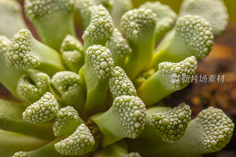 芦荟肉质植物细部