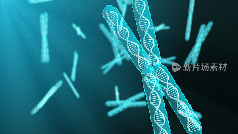 对人类基因组DNA生物化学的染色体遗传学研究