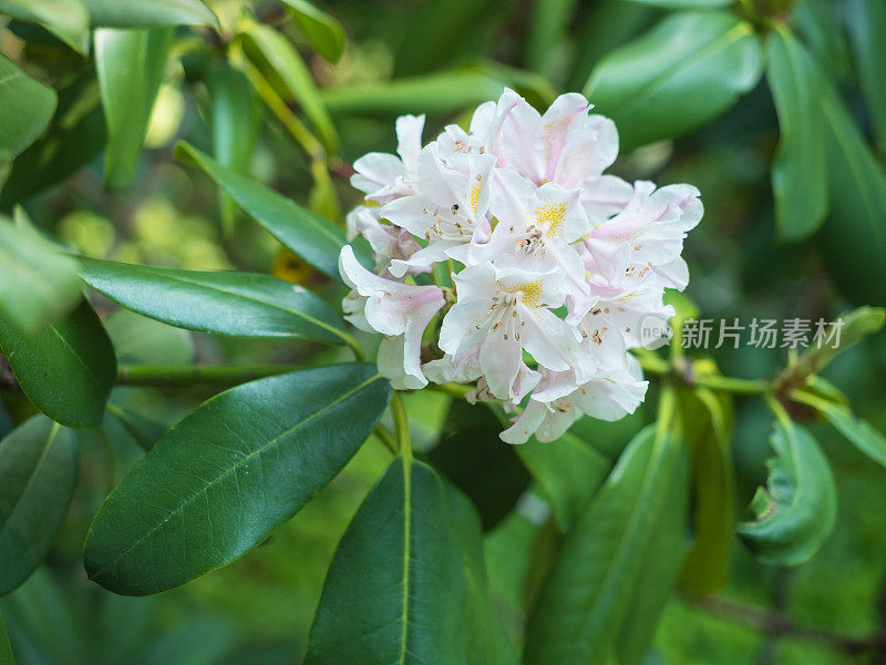 花园里盛开着白色的杜鹃花