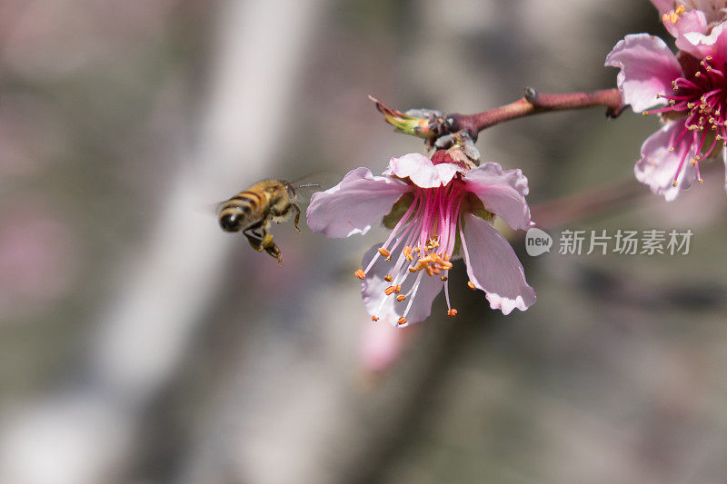 杏花上的蜜蜂