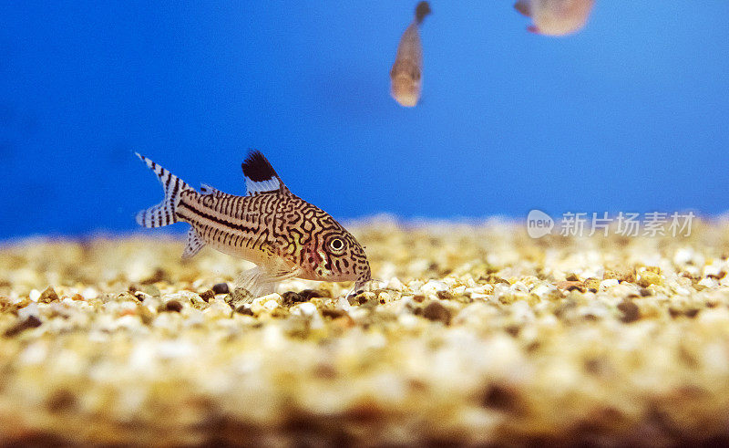 Corydoras鲶鱼