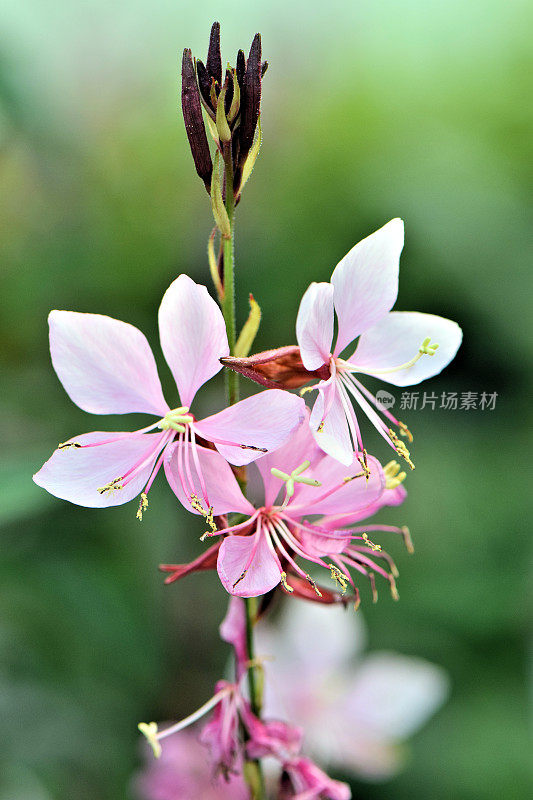 美丽的粉红色花开花梗户外自然